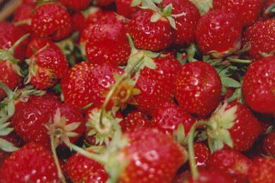 Fraises bio du mas