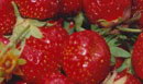 Fraises
