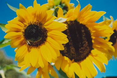 Tournesols