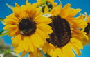 Tournesols